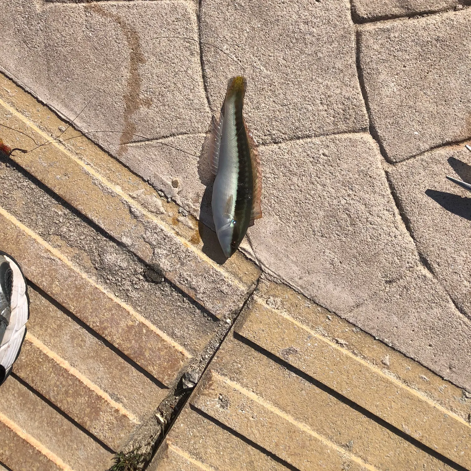 The most recent Mediterranean rainbow wrasse catches on Fishbrain