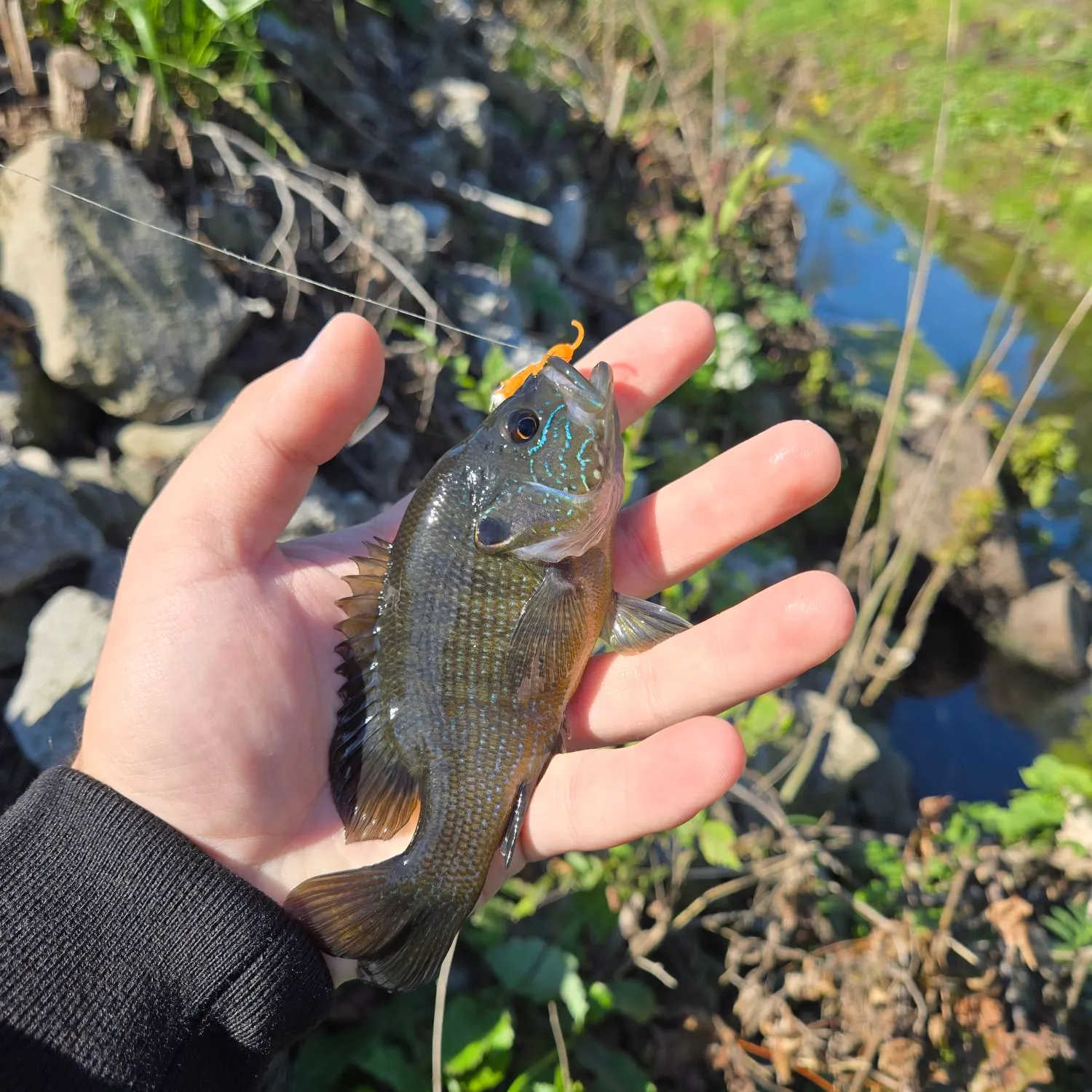 Green sunfish caught on Fishbrain