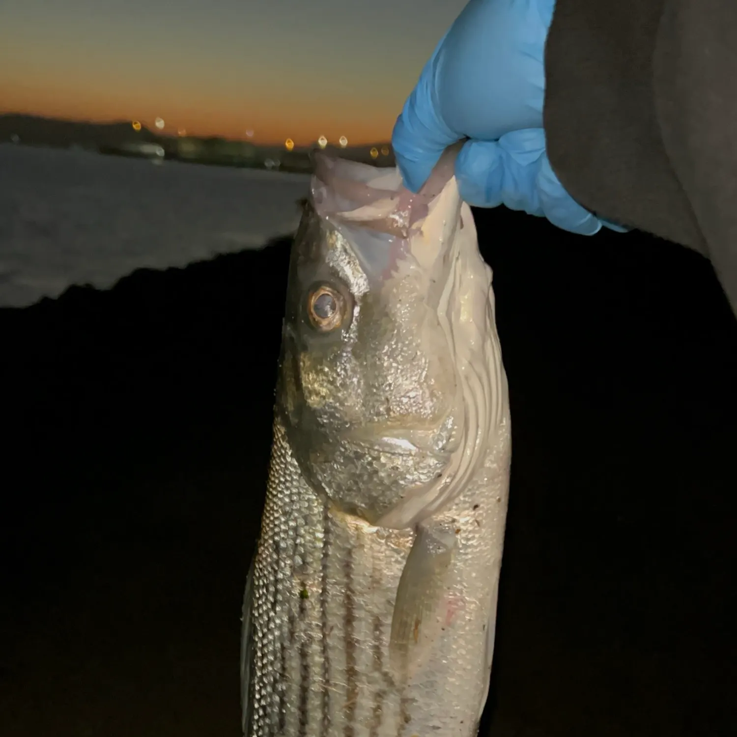 Striped bass caught on Fishbrain