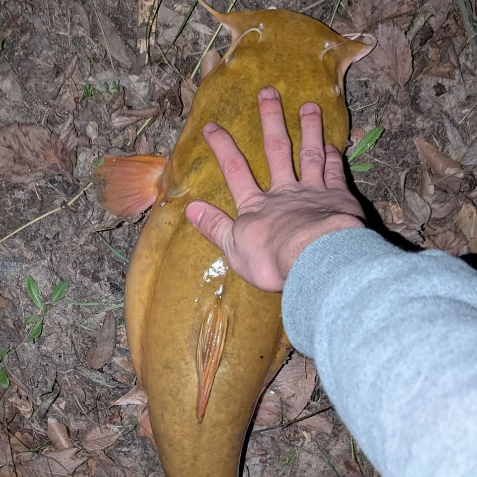 The most recent Flathead catfish catches on Fishbrain