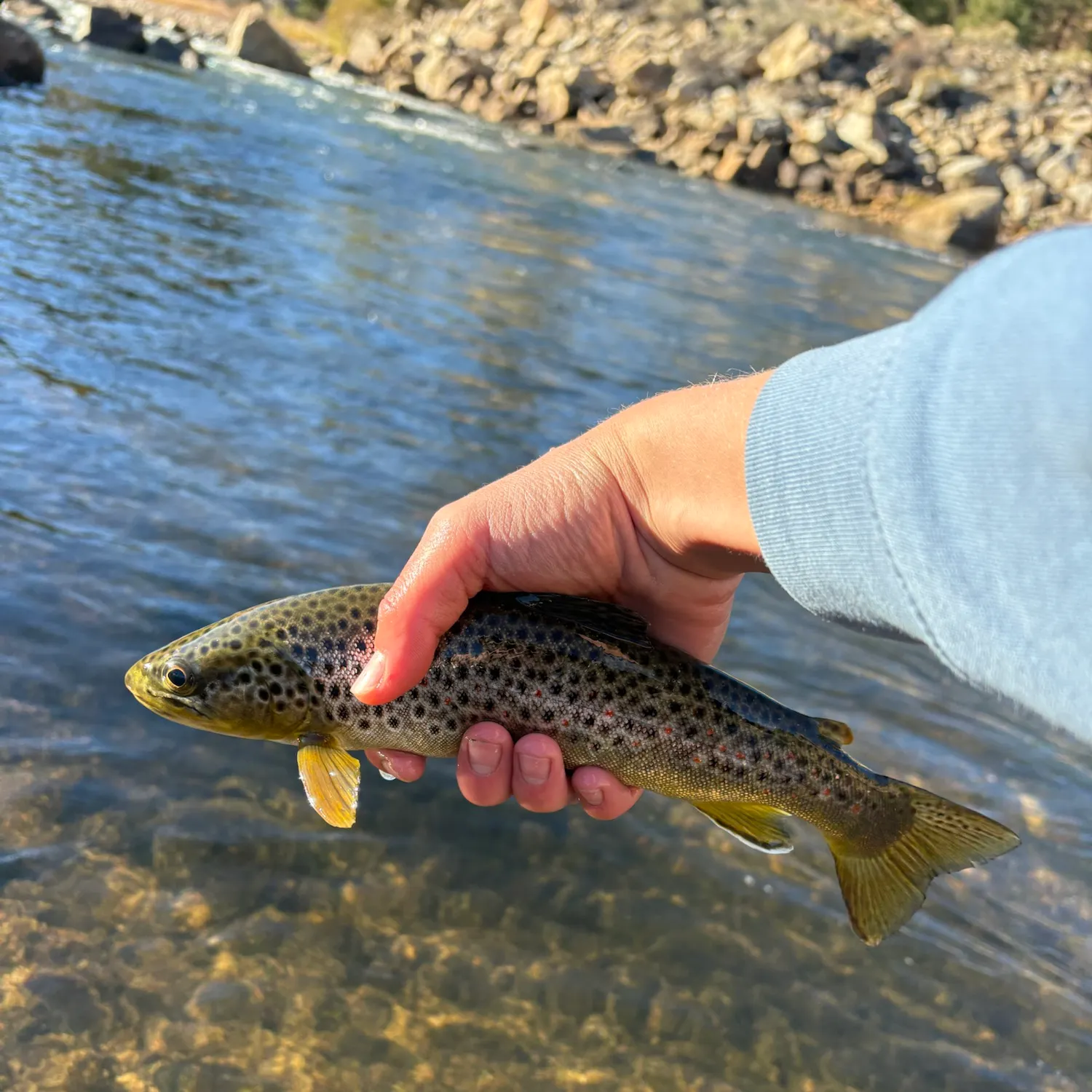 Brown trout caught on Fishbrain