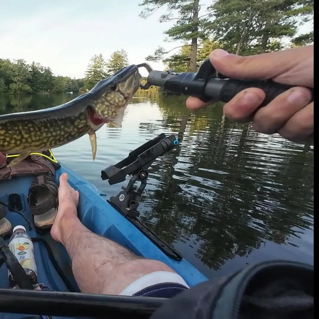 Chain pickerel caught on Fishbrain