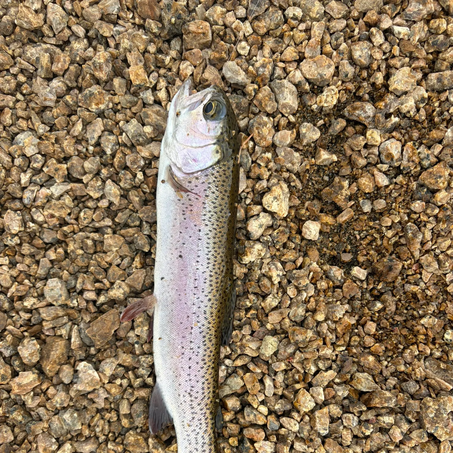 Rainbow trout caught on Fishbrain