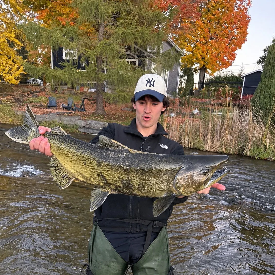 Chinook salmon caught on Fishbrain