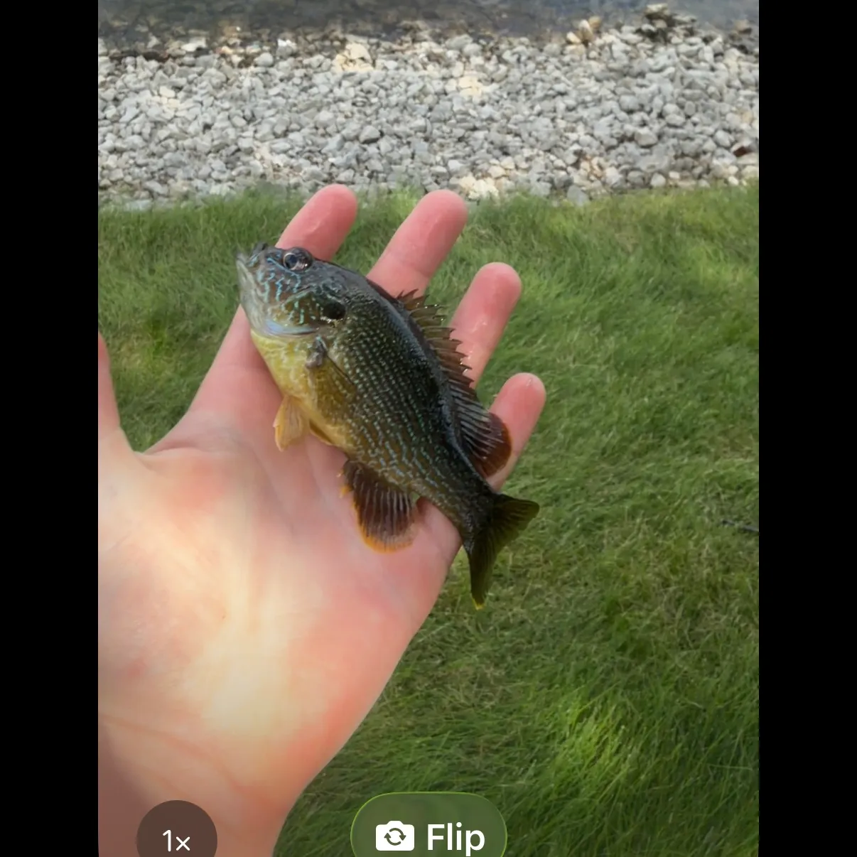 Greengill hybrid caught on Fishbrain