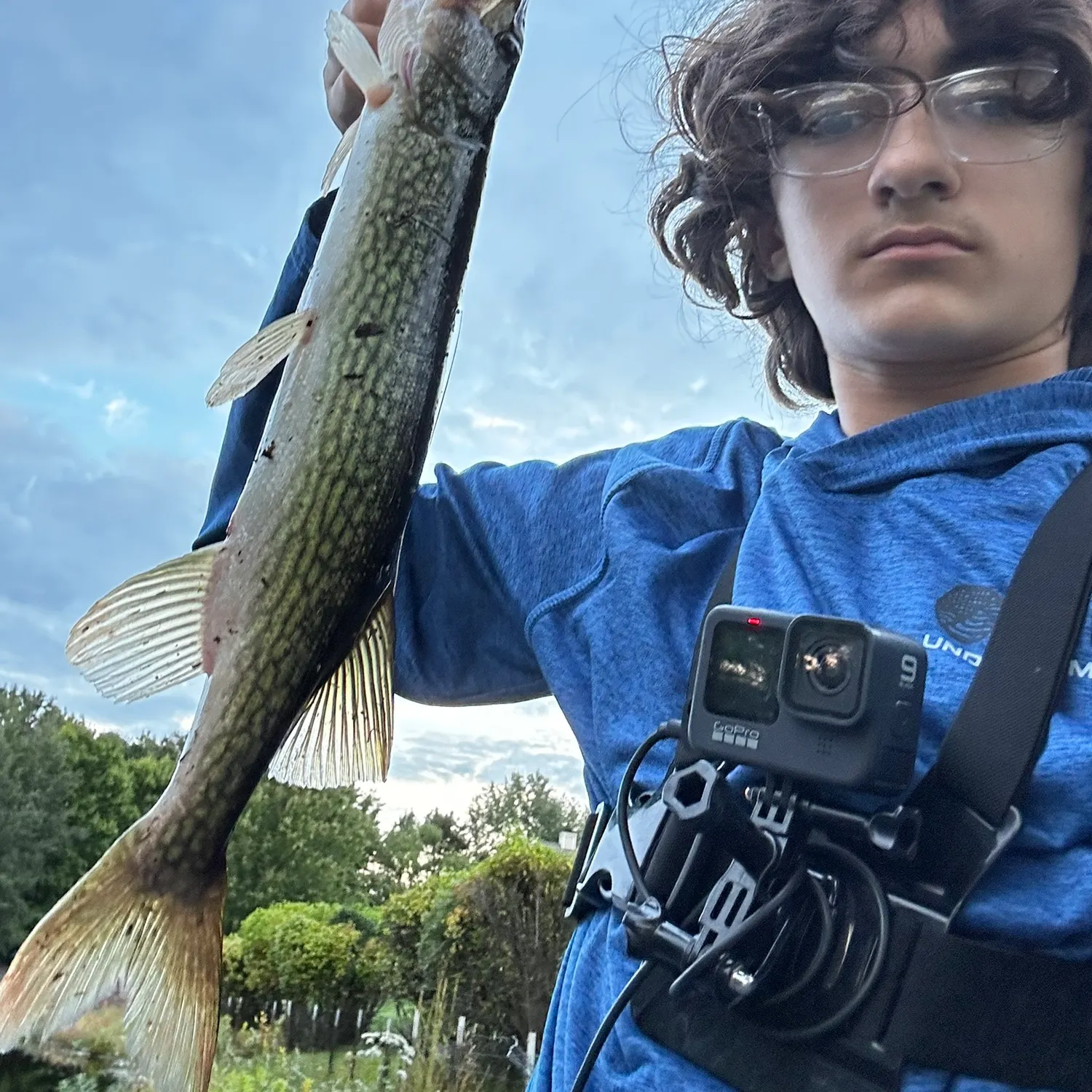 Chain pickerel caught on Fishbrain