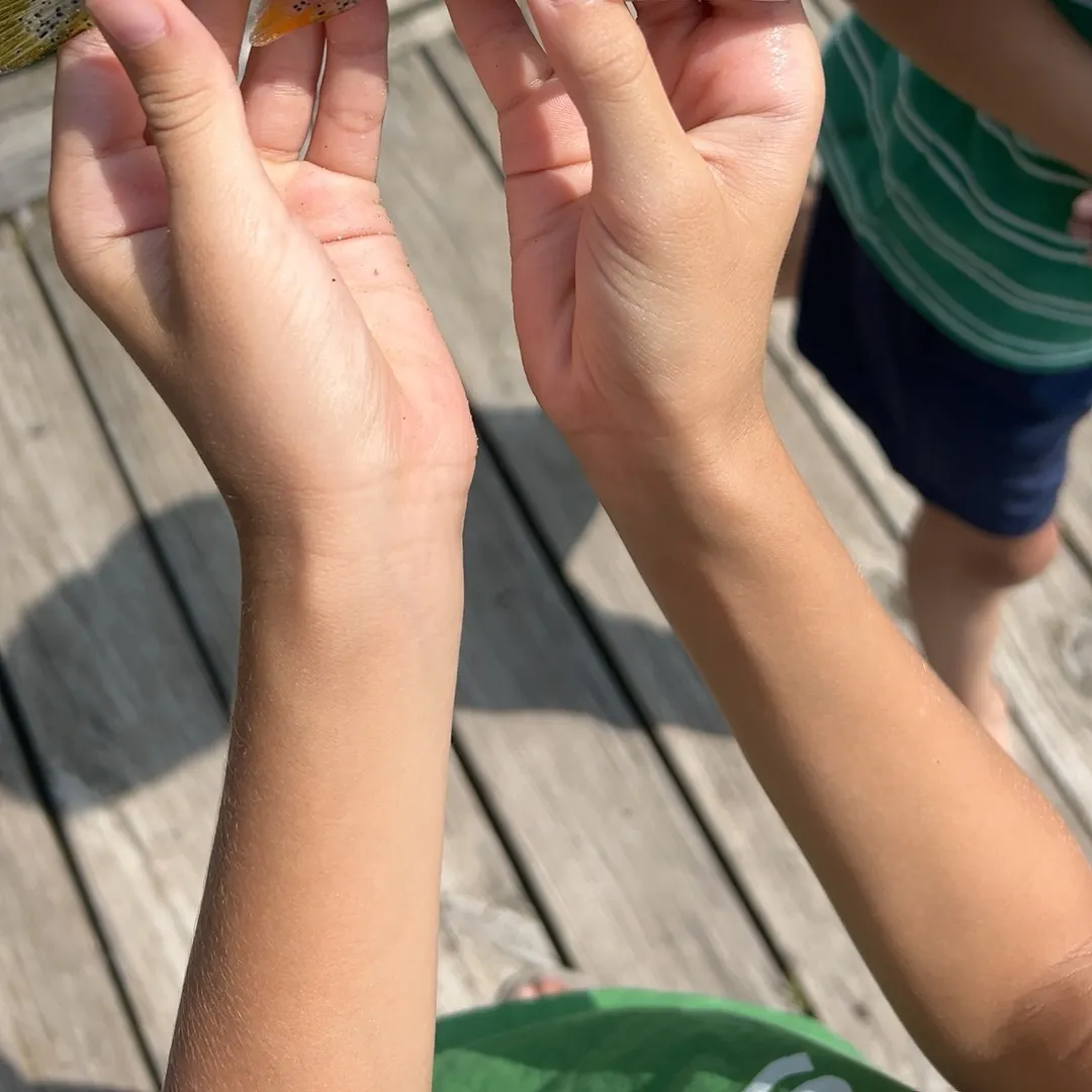 Common logperch caught on Fishbrain