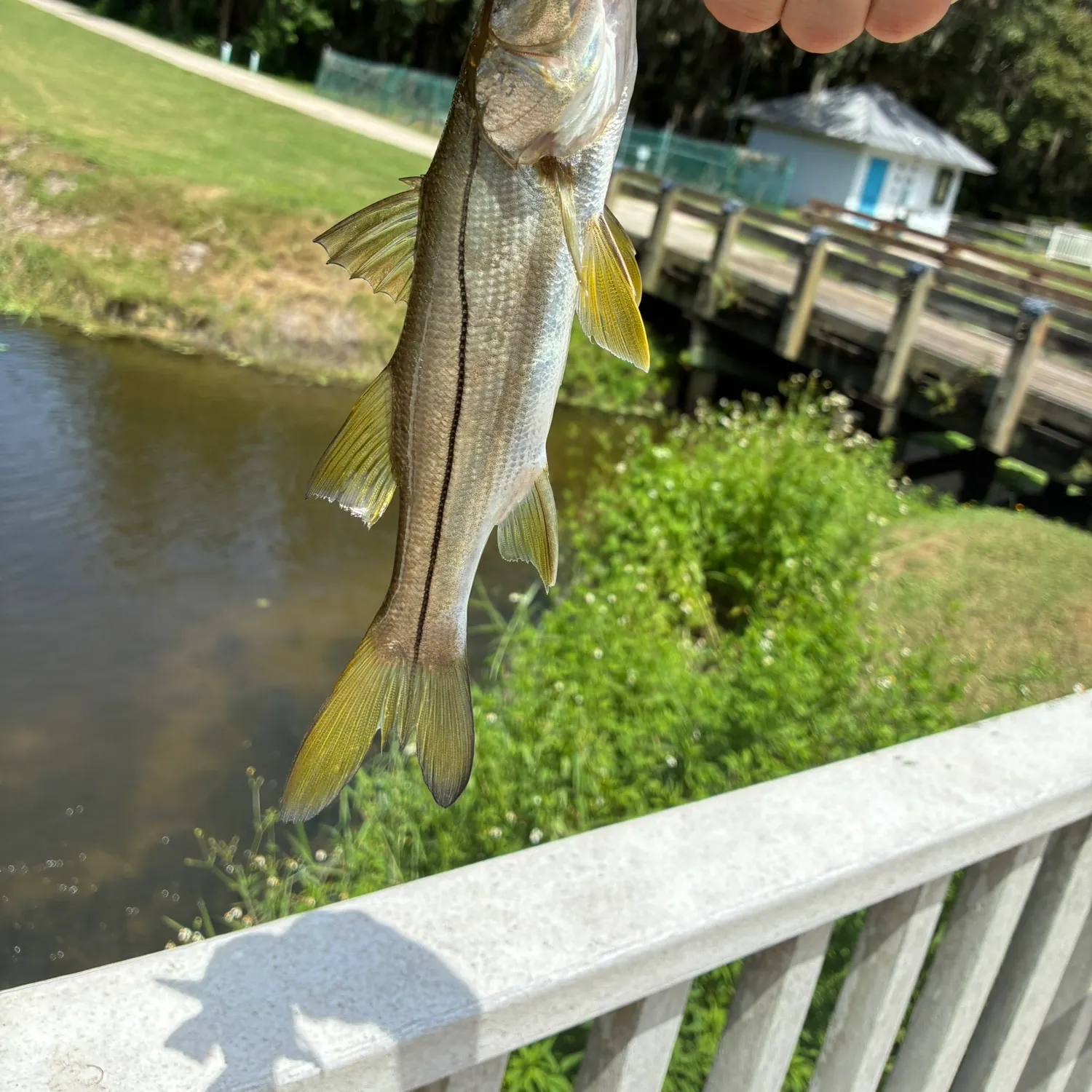 Common snook caught on Fishbrain