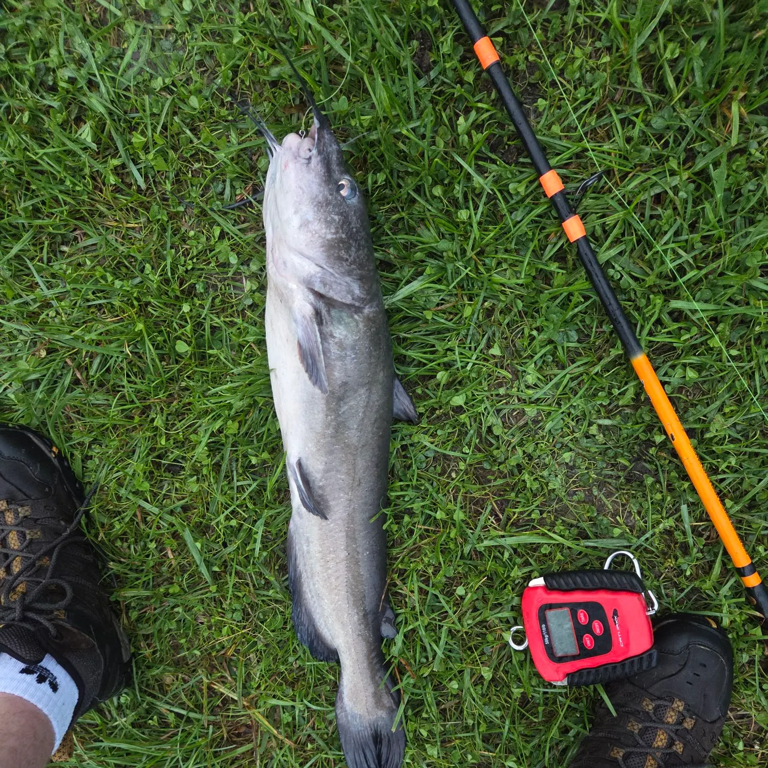 Channel catfish caught on Fishbrain