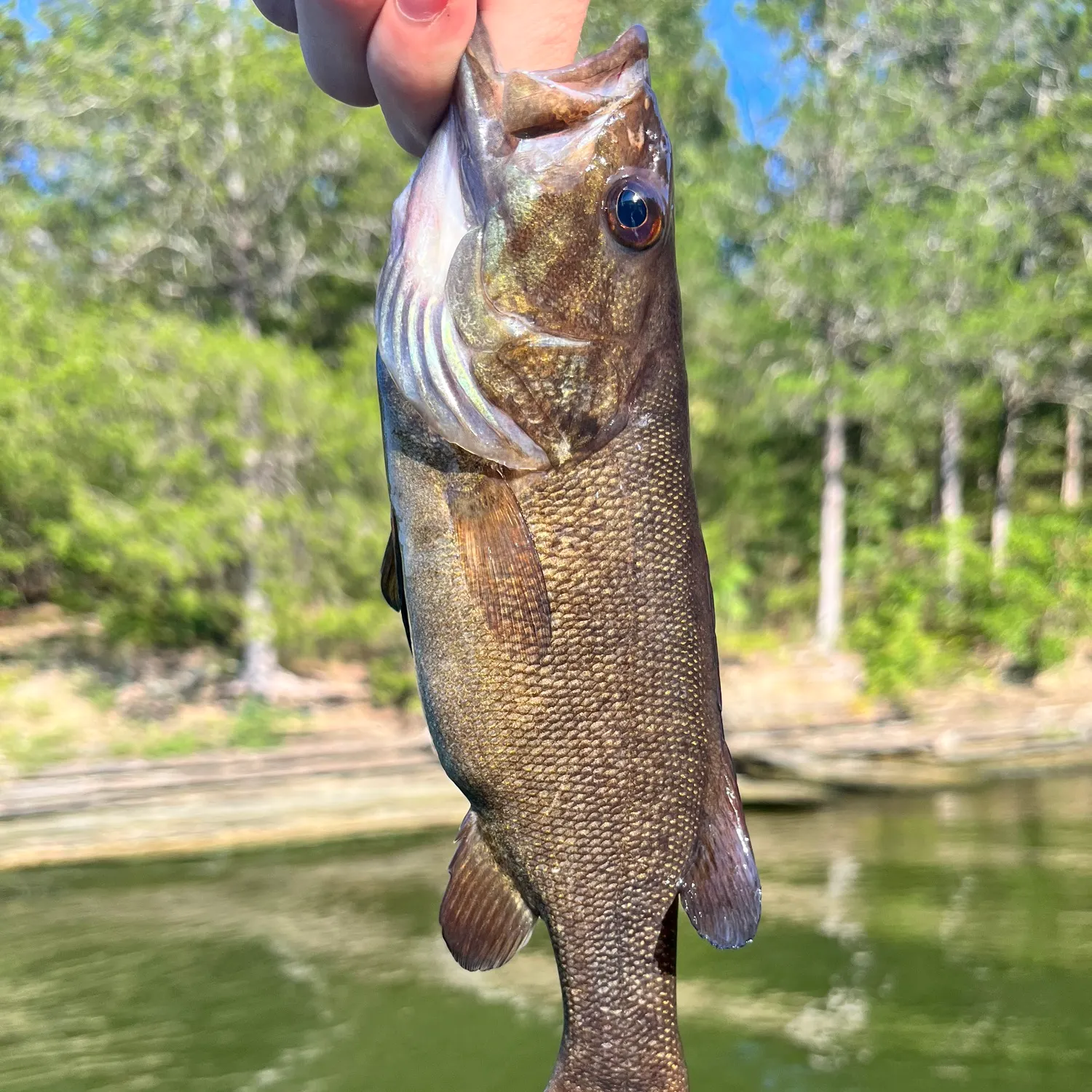 Smallmouth bass caught on Fishbrain