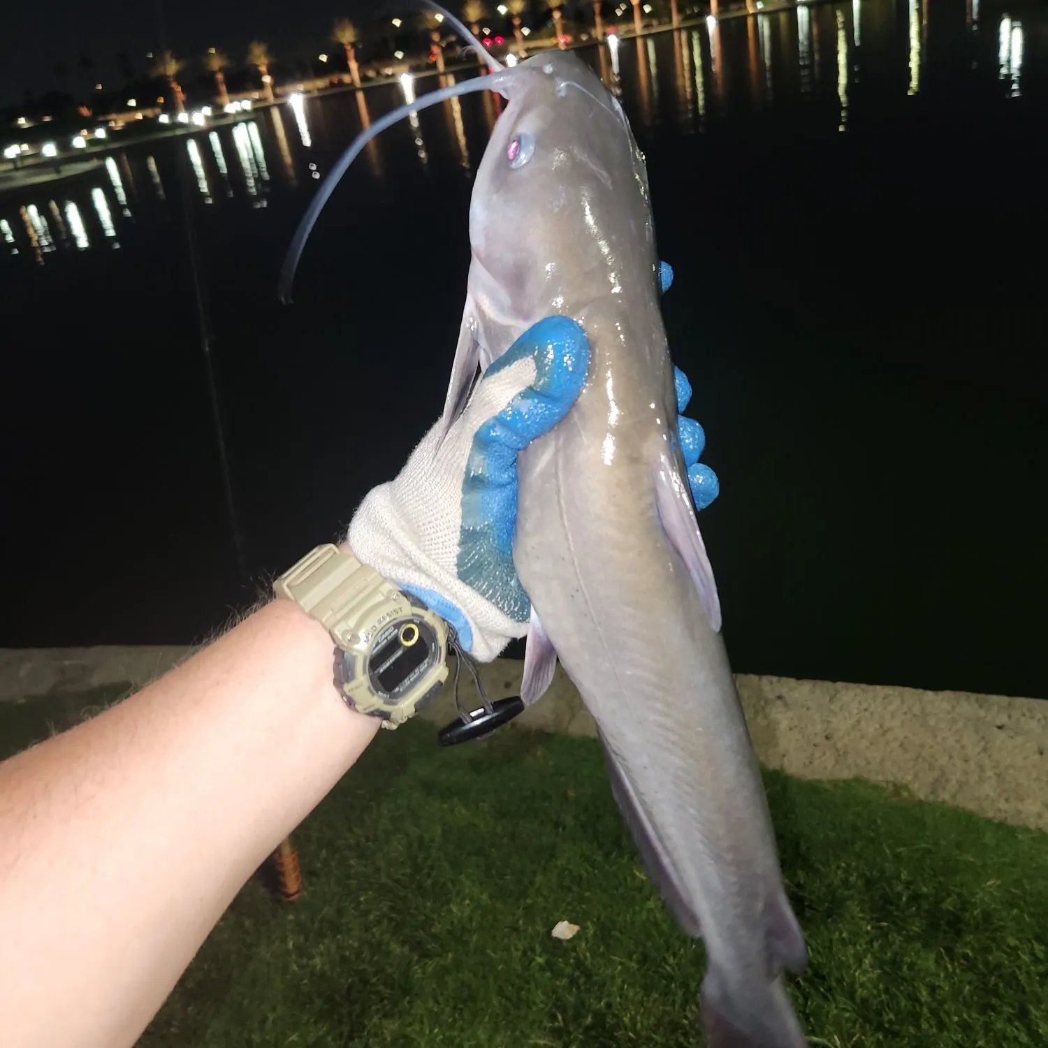 Channel catfish caught on Fishbrain