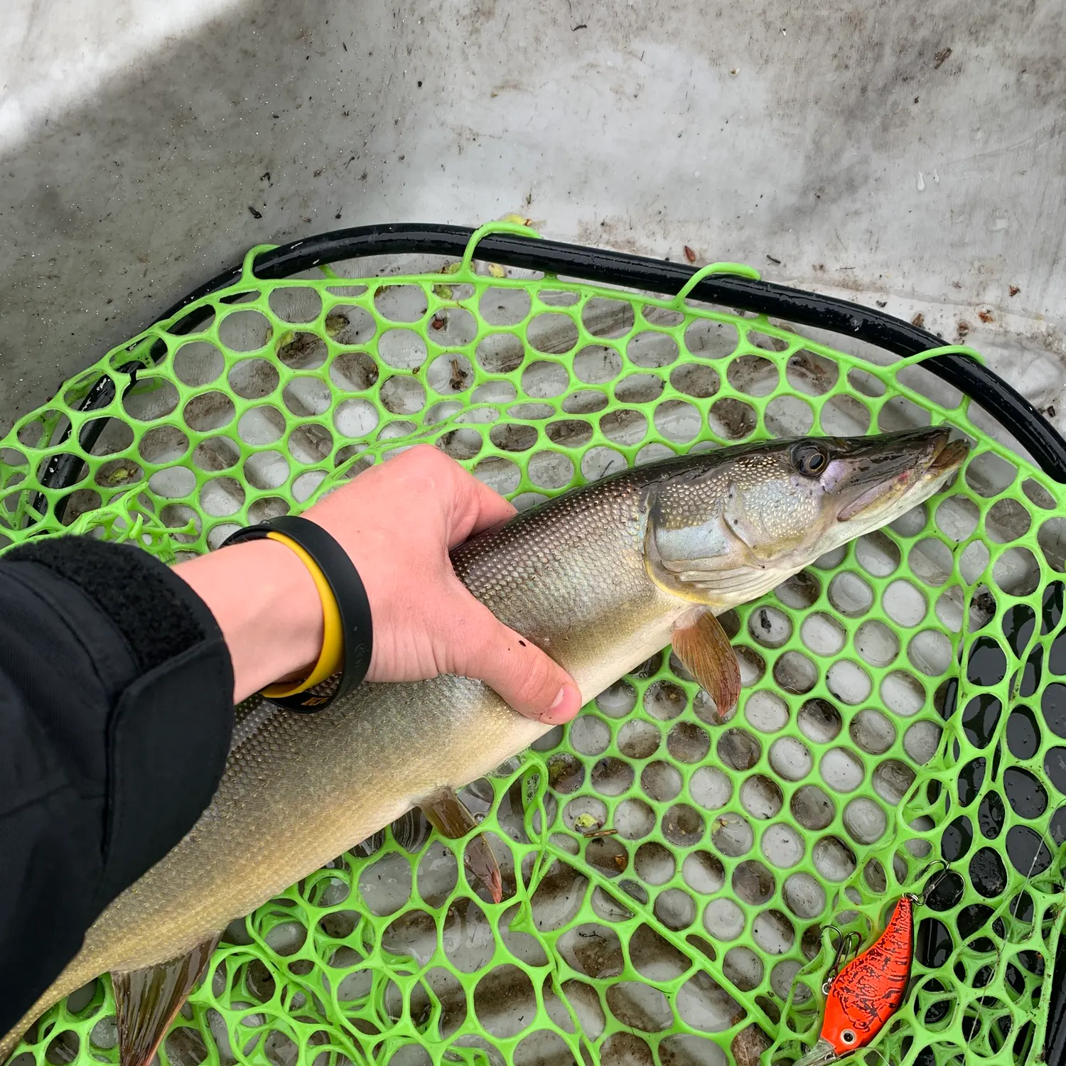 most liked catch image