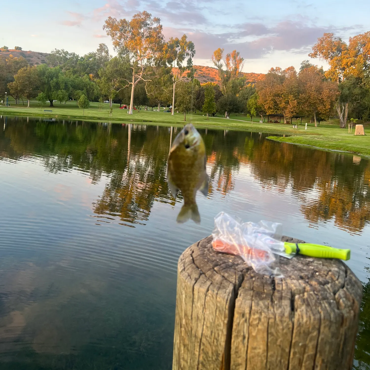 Bluegill caught on Fishbrain