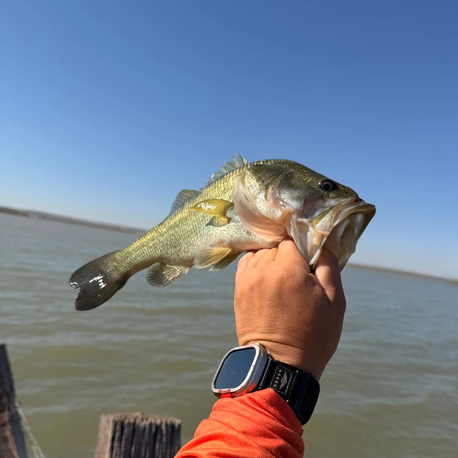 Largemouth bass caught on Fishbrain