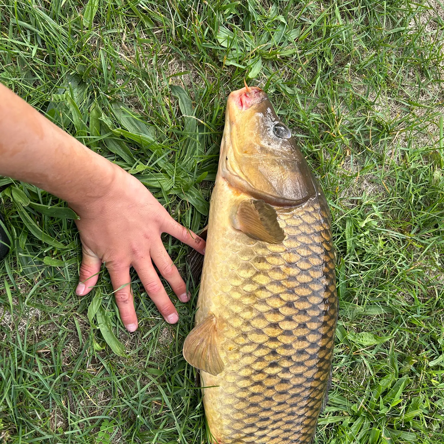 Common carp caught on Fishbrain