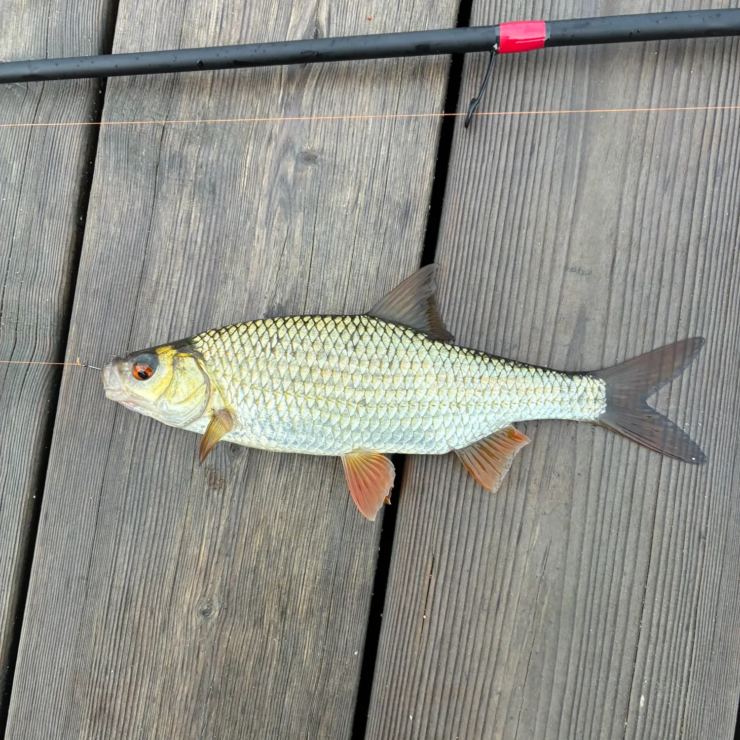 Common roach caught on Fishbrain