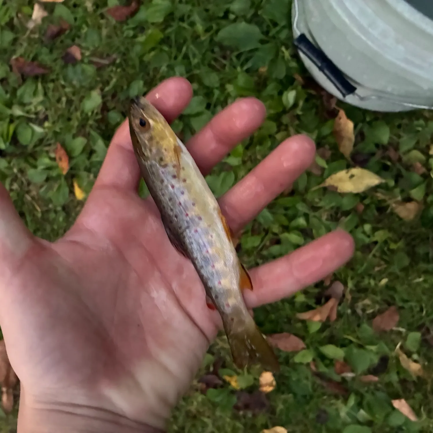 Brown trout caught on Fishbrain