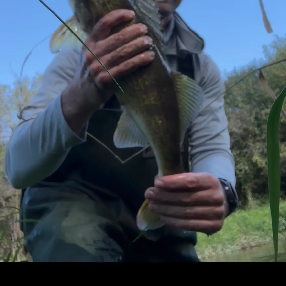 Walleye caught on Fishbrain