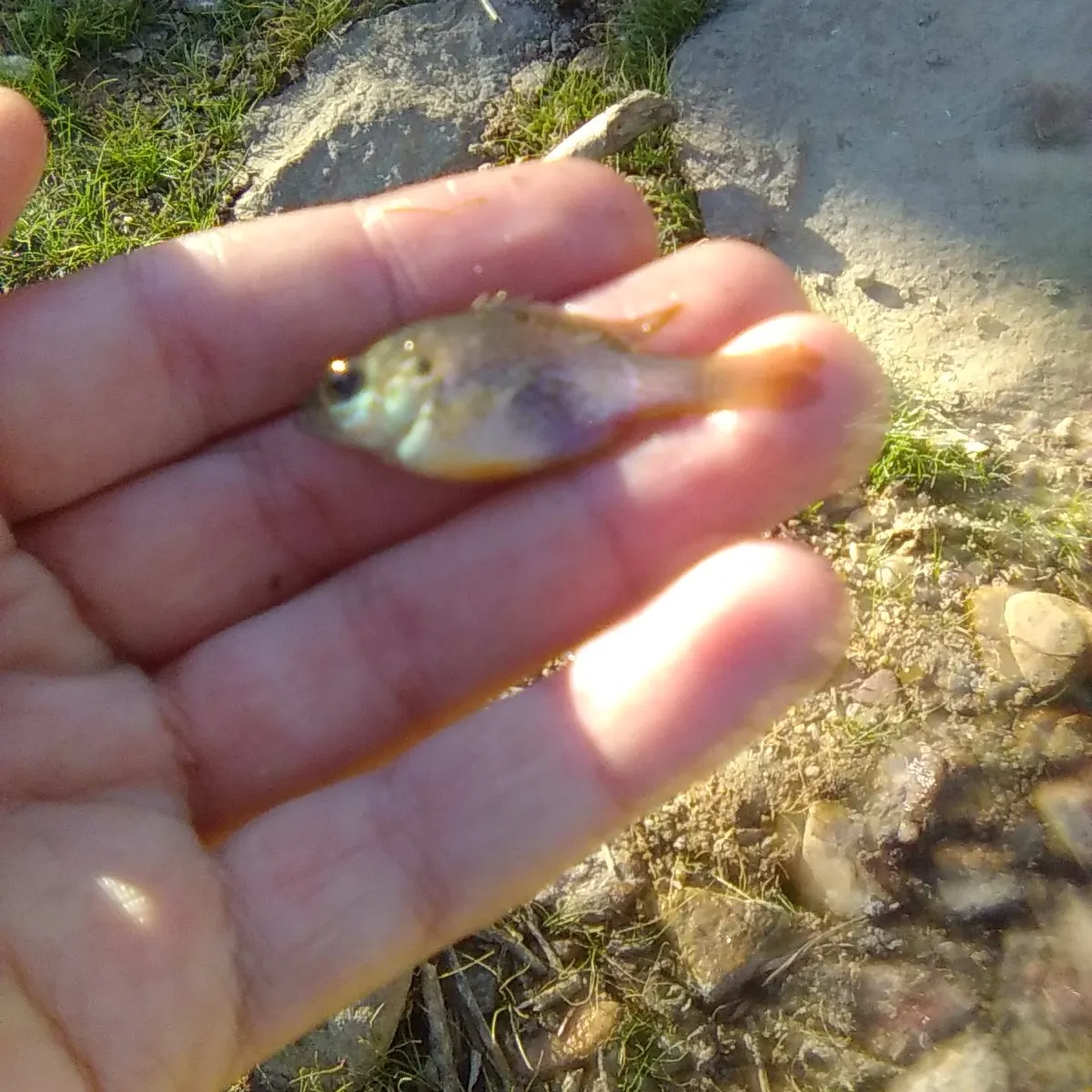 Green sunfish caught on Fishbrain