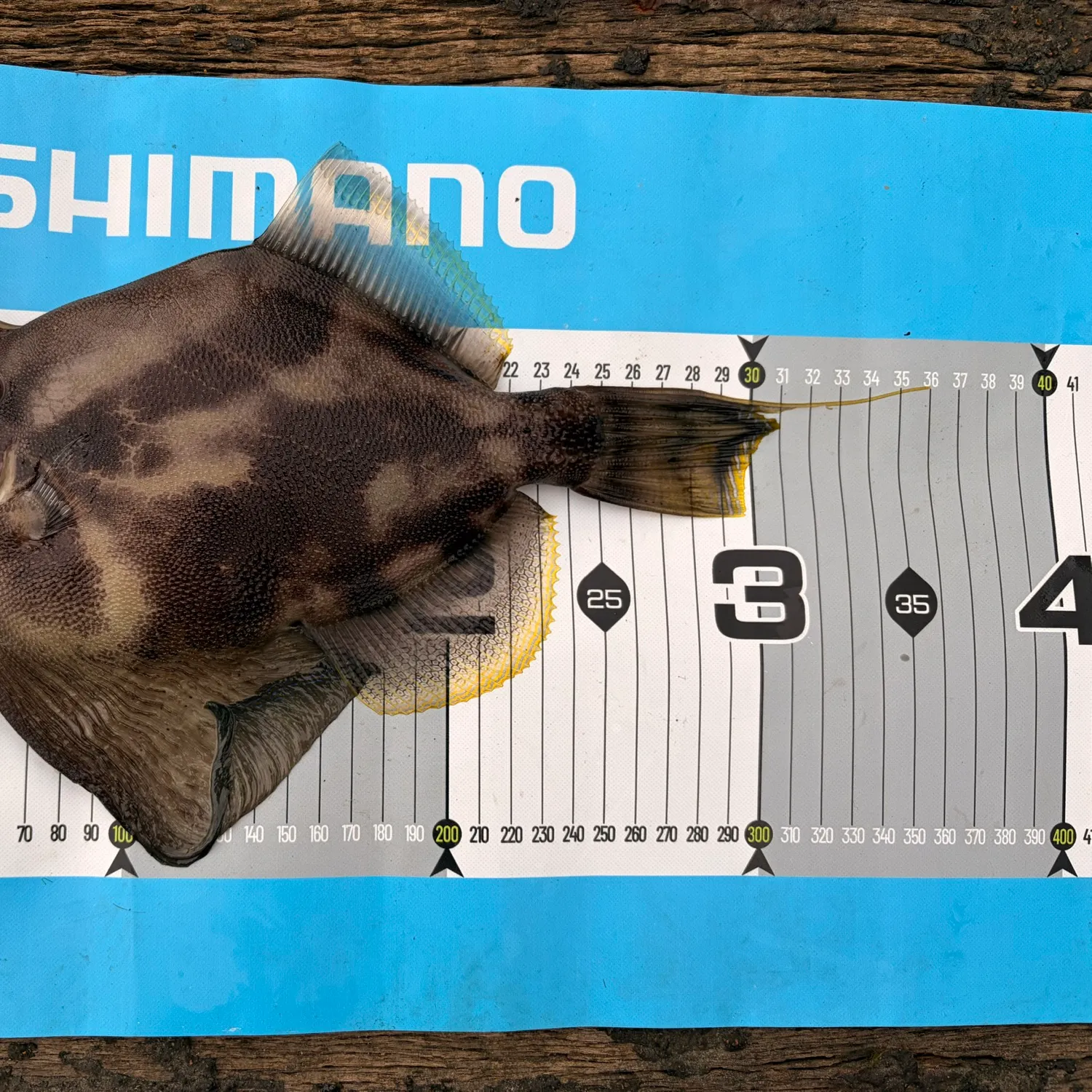 Fan-bellied leatherjacket caught on Fishbrain