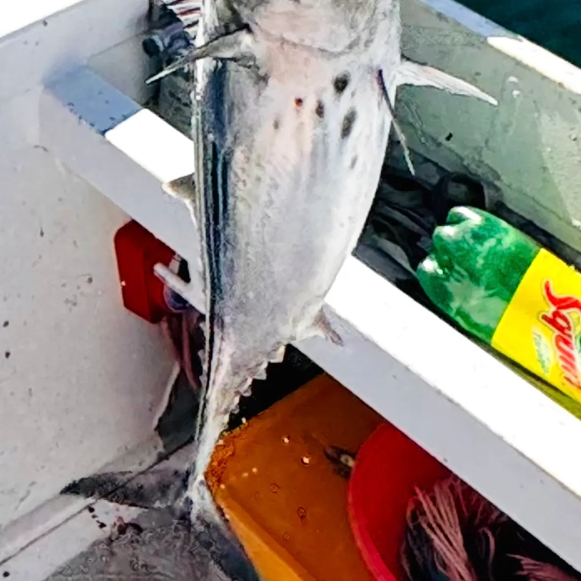 The most recent Black skipjack tuna catches on Fishbrain
