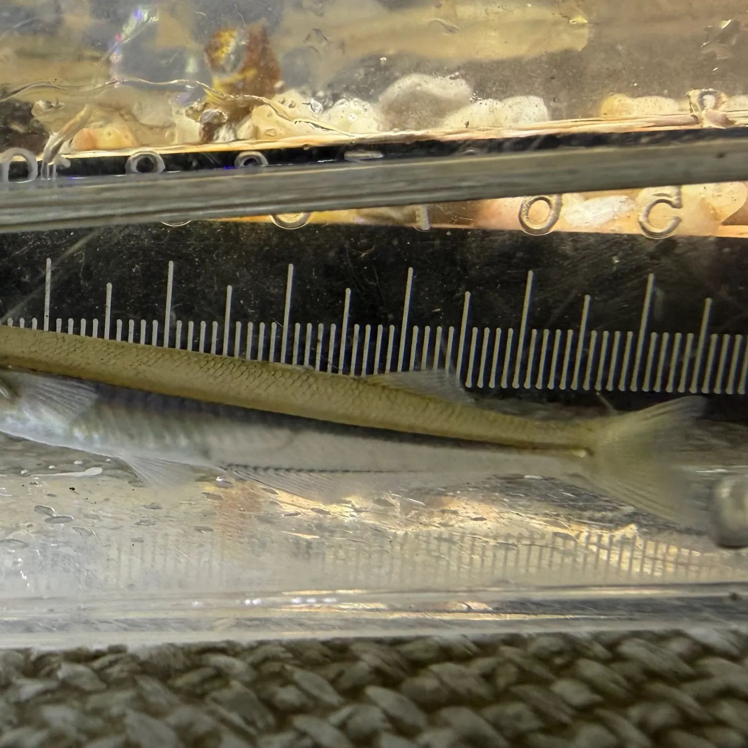 Brook silverside caught on Fishbrain