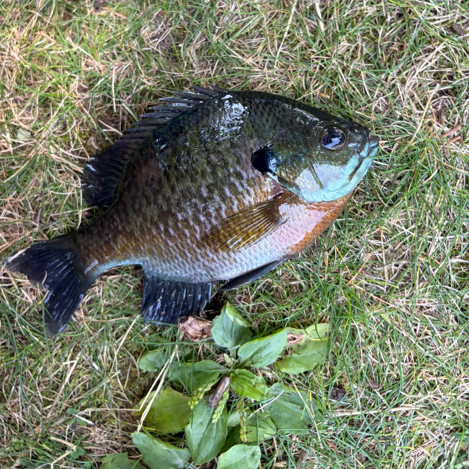 Bluegill caught on Fishbrain