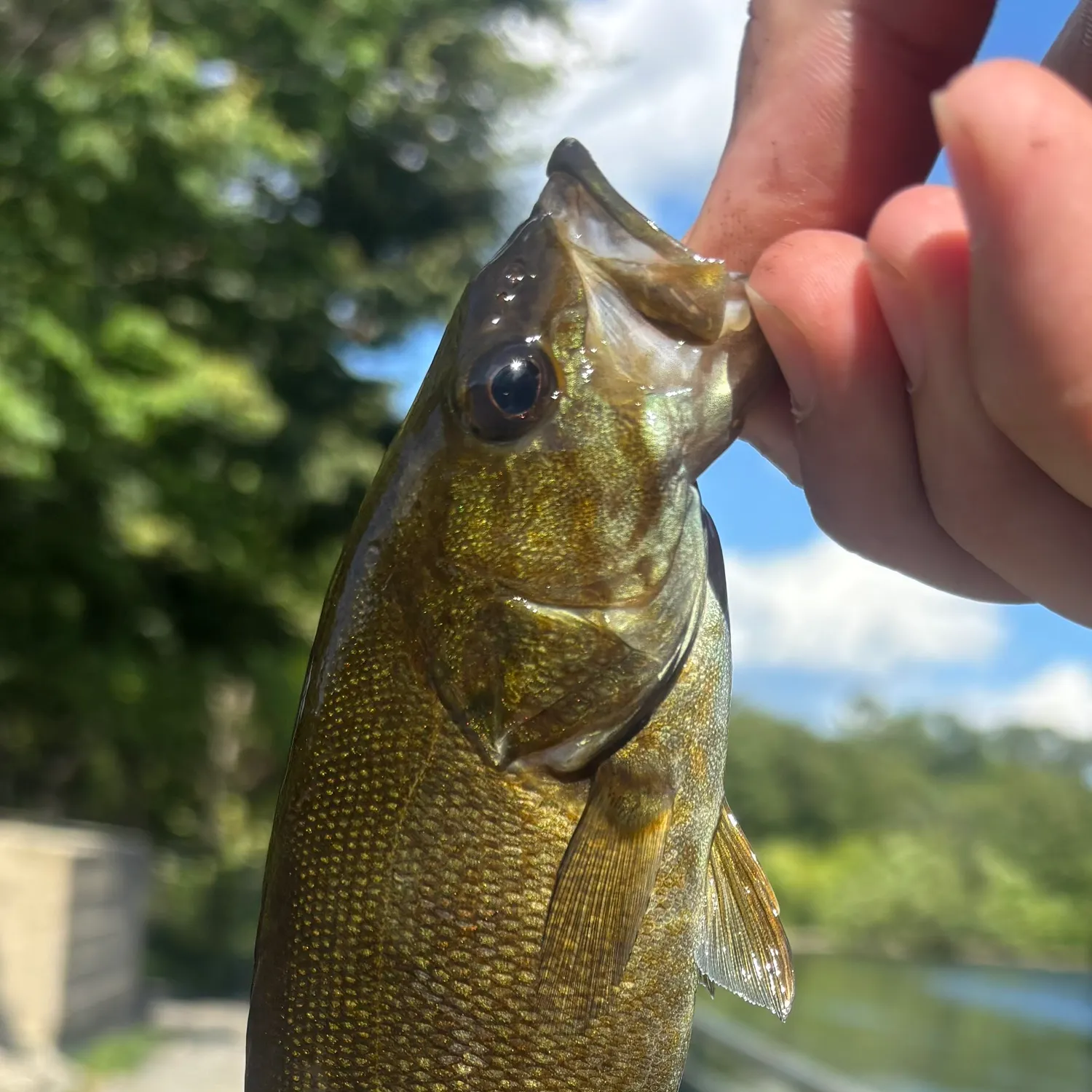 Smallmouth bass caught on Fishbrain