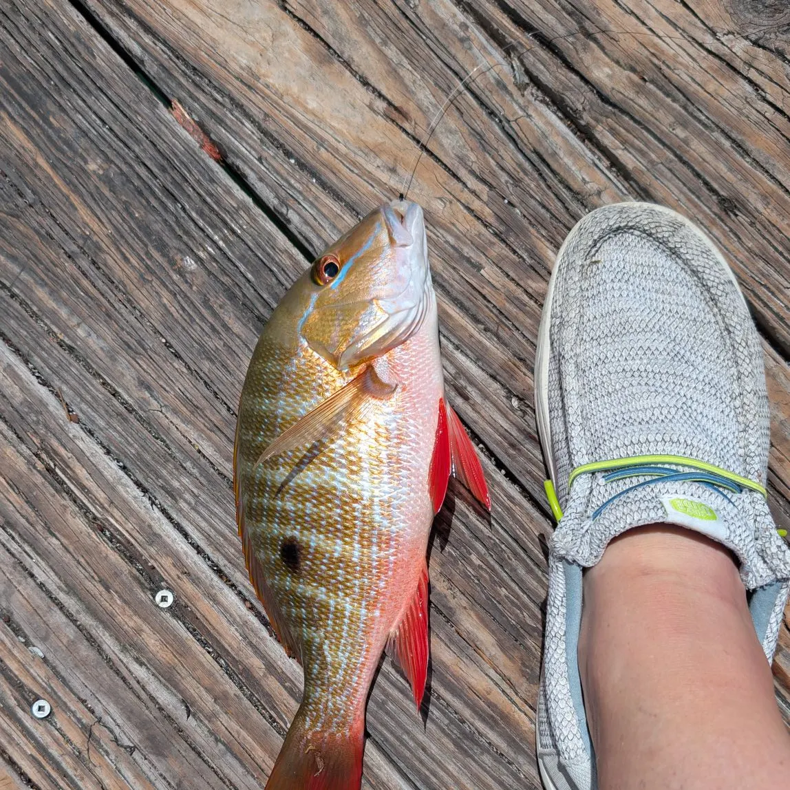 The most recent Mutton snapper catches on Fishbrain