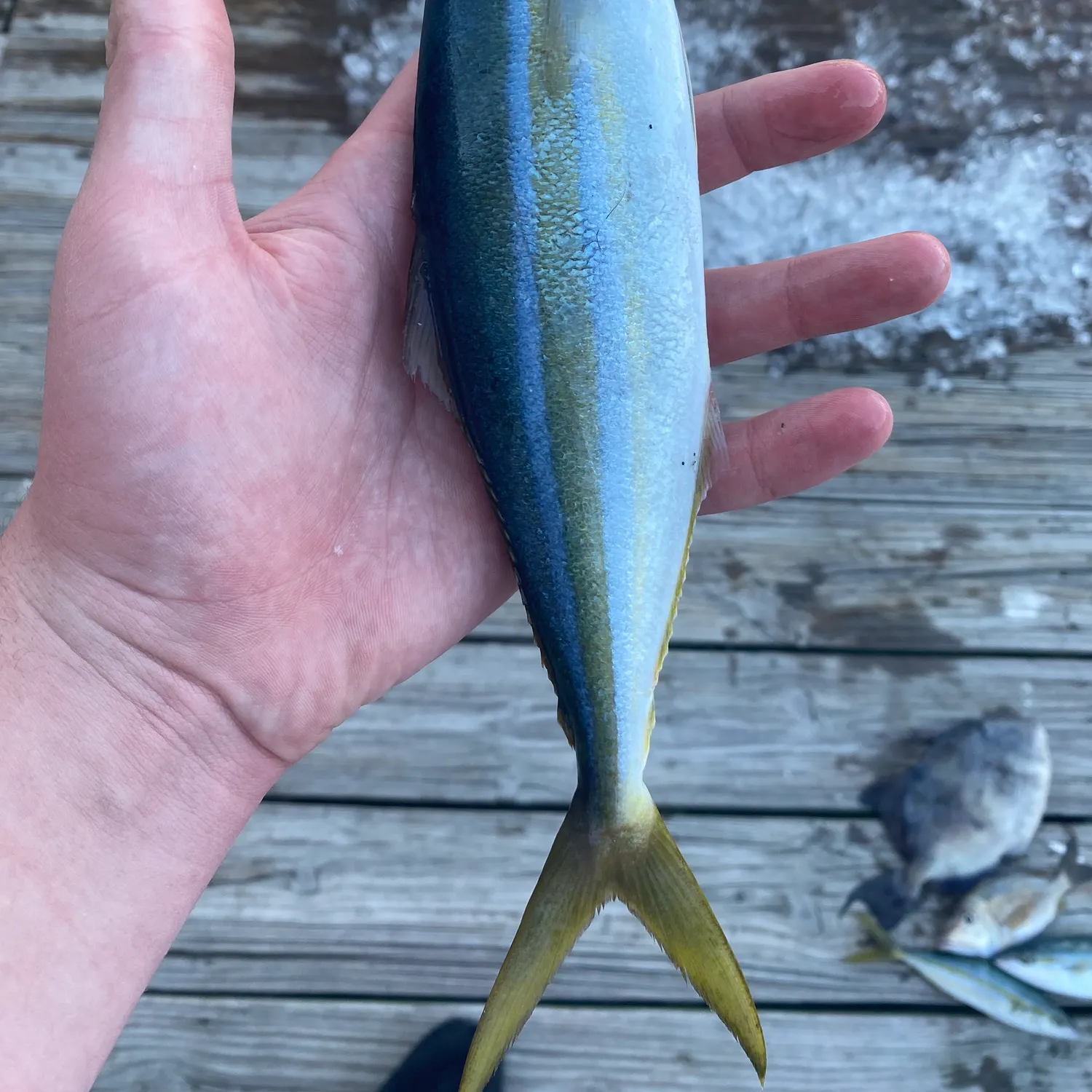 The most recent Rainbow runner catches on Fishbrain