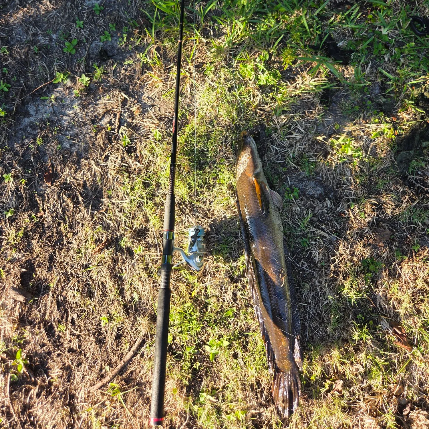 The most recent Bullseye snakehead catches on Fishbrain