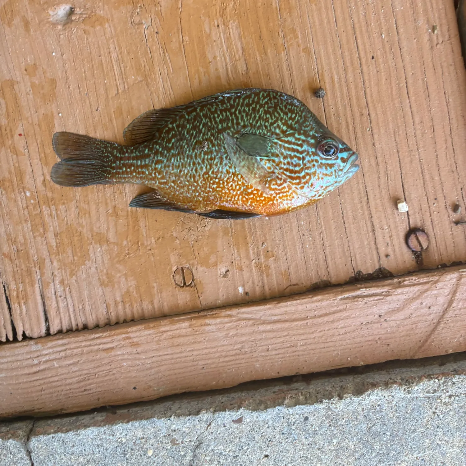 Longear sunfish caught on Fishbrain