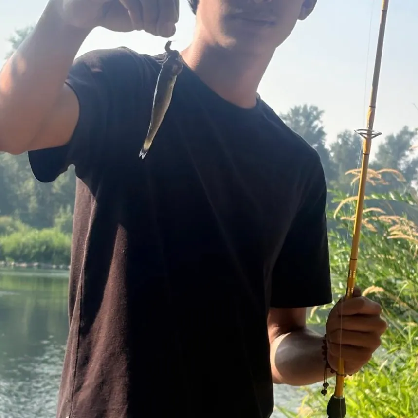 Smallmouth bass caught on Fishbrain