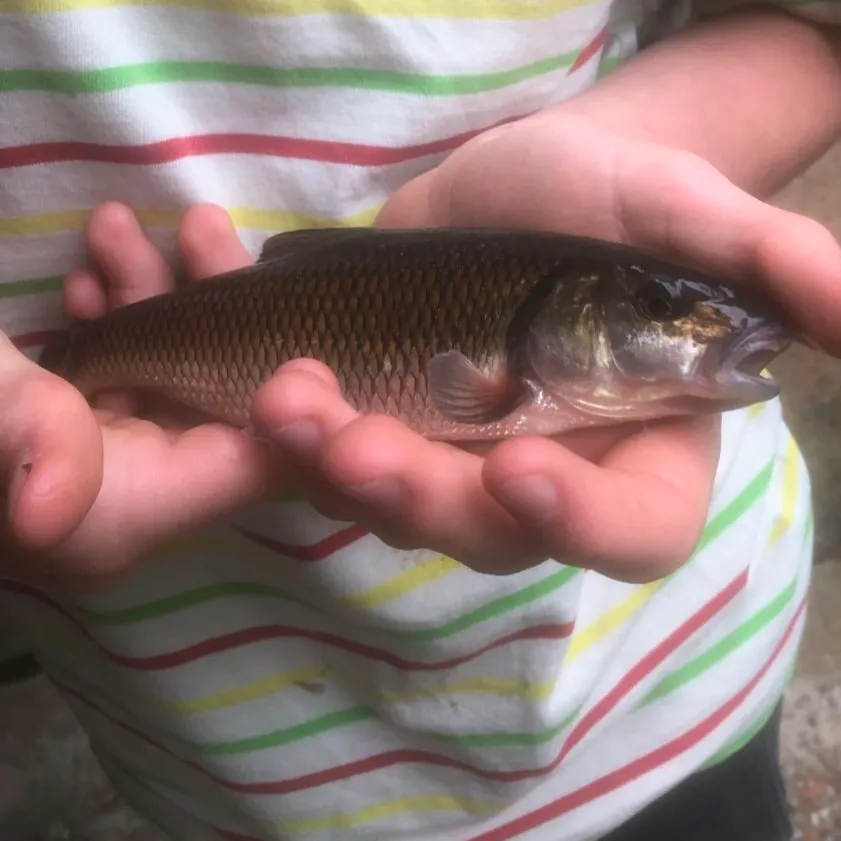 The most recent Hornyhead chub catches on Fishbrain