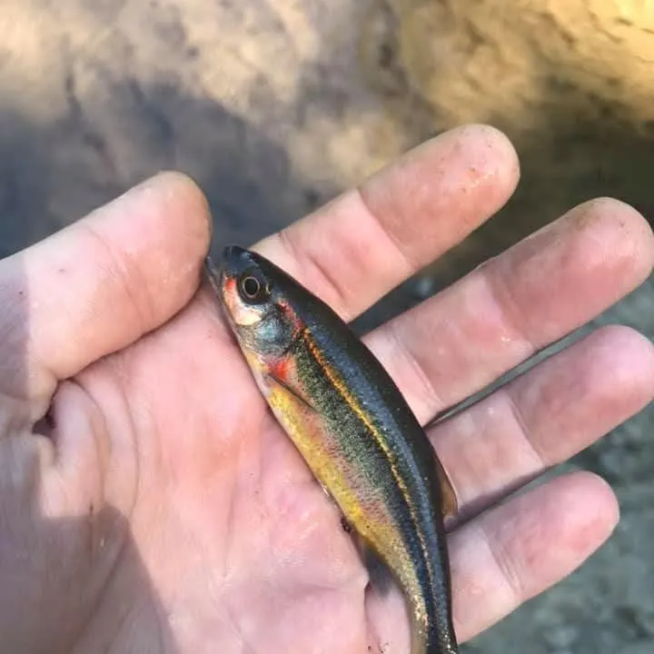 The most recent Redside dace catches on Fishbrain