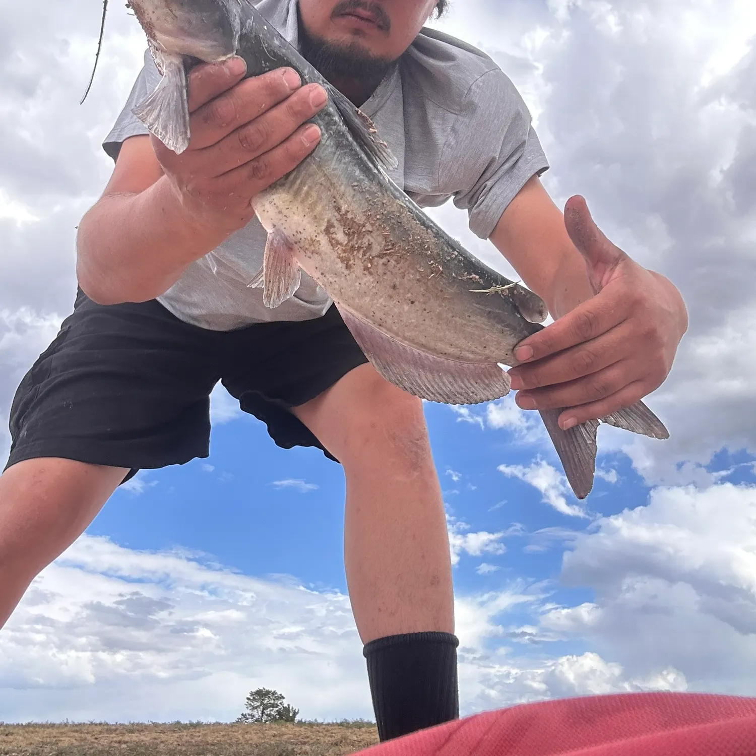 Channel catfish caught on Fishbrain