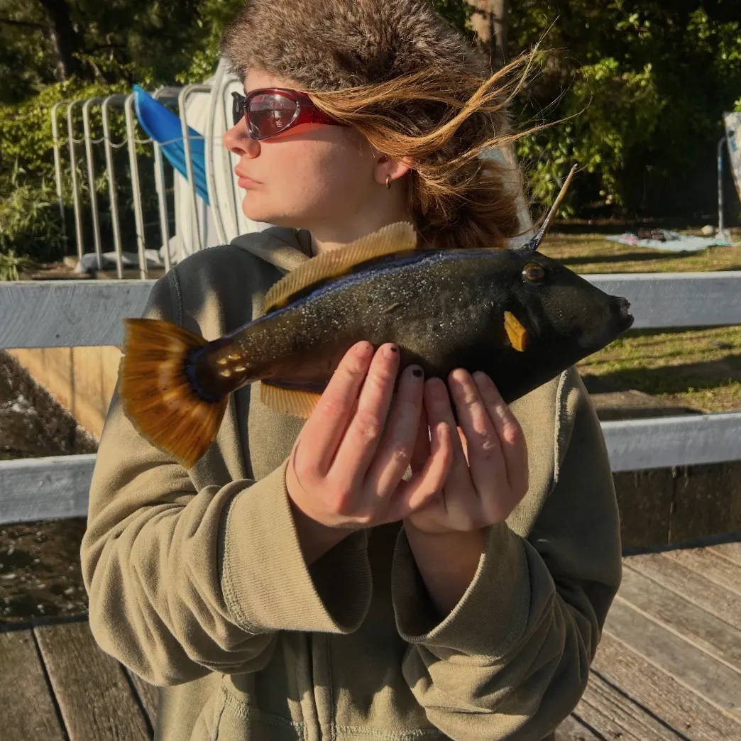 The most recent Six-spined leatherjacket catches on Fishbrain