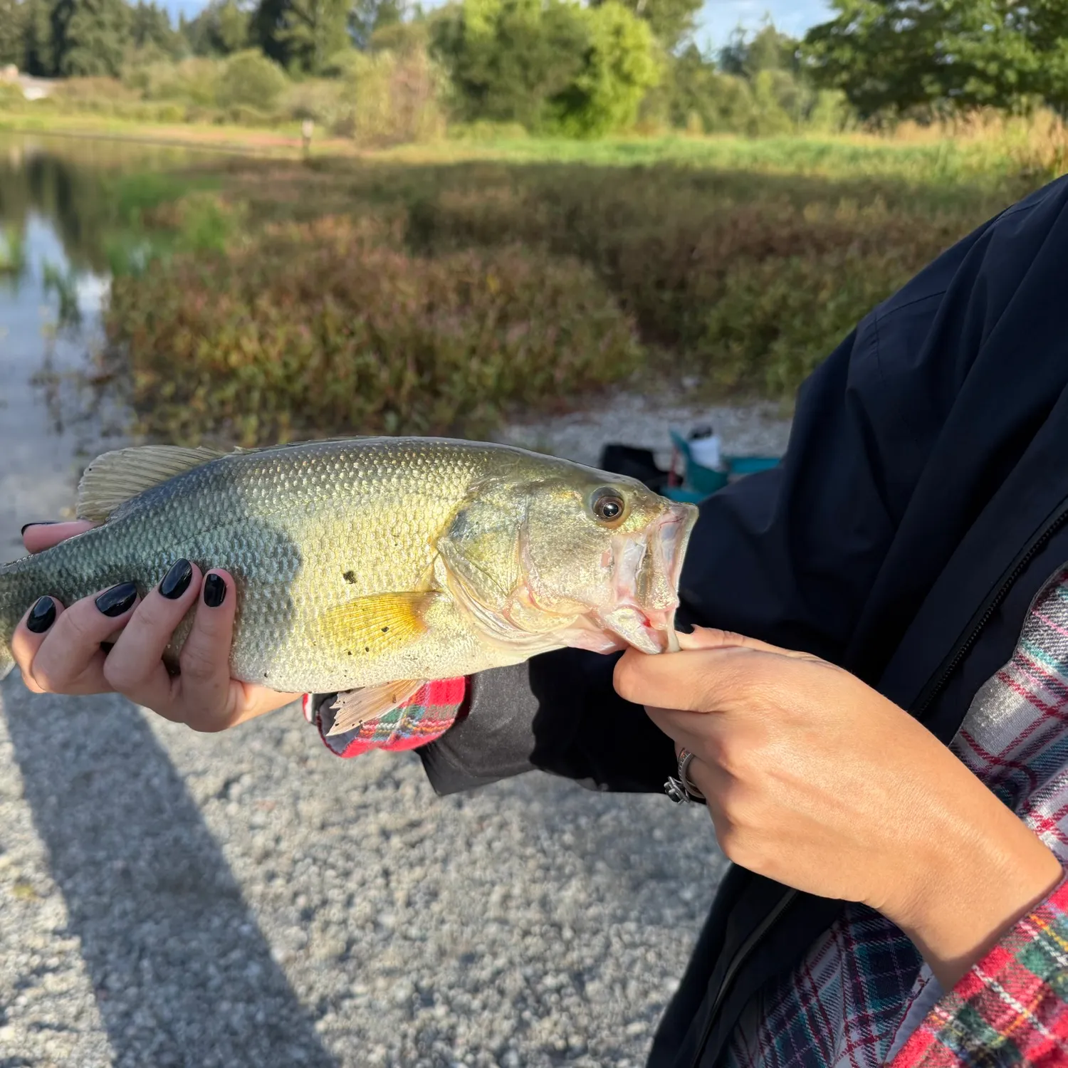 Largemouth bass caught on Fishbrain