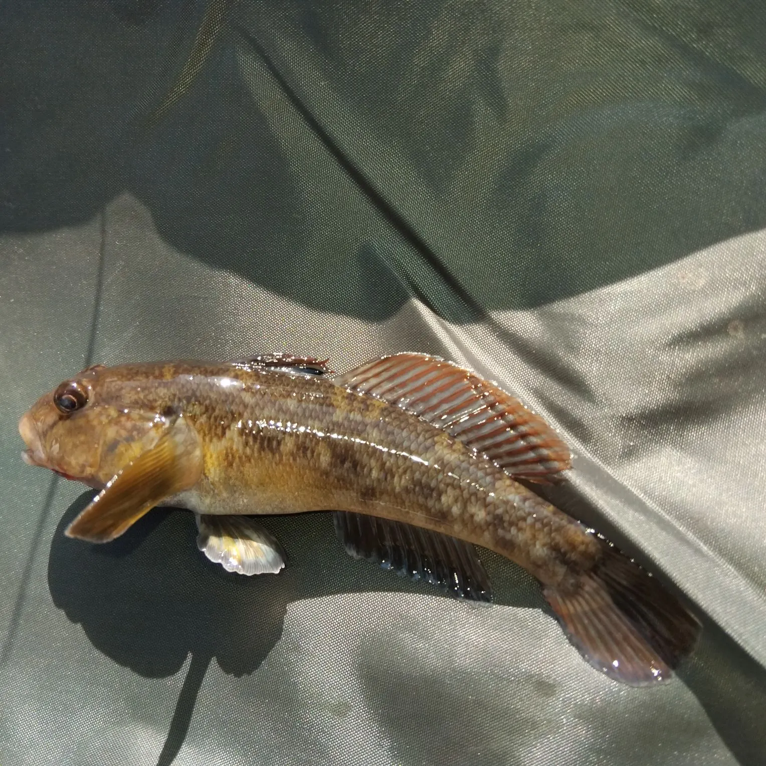 Round goby caught on Fishbrain