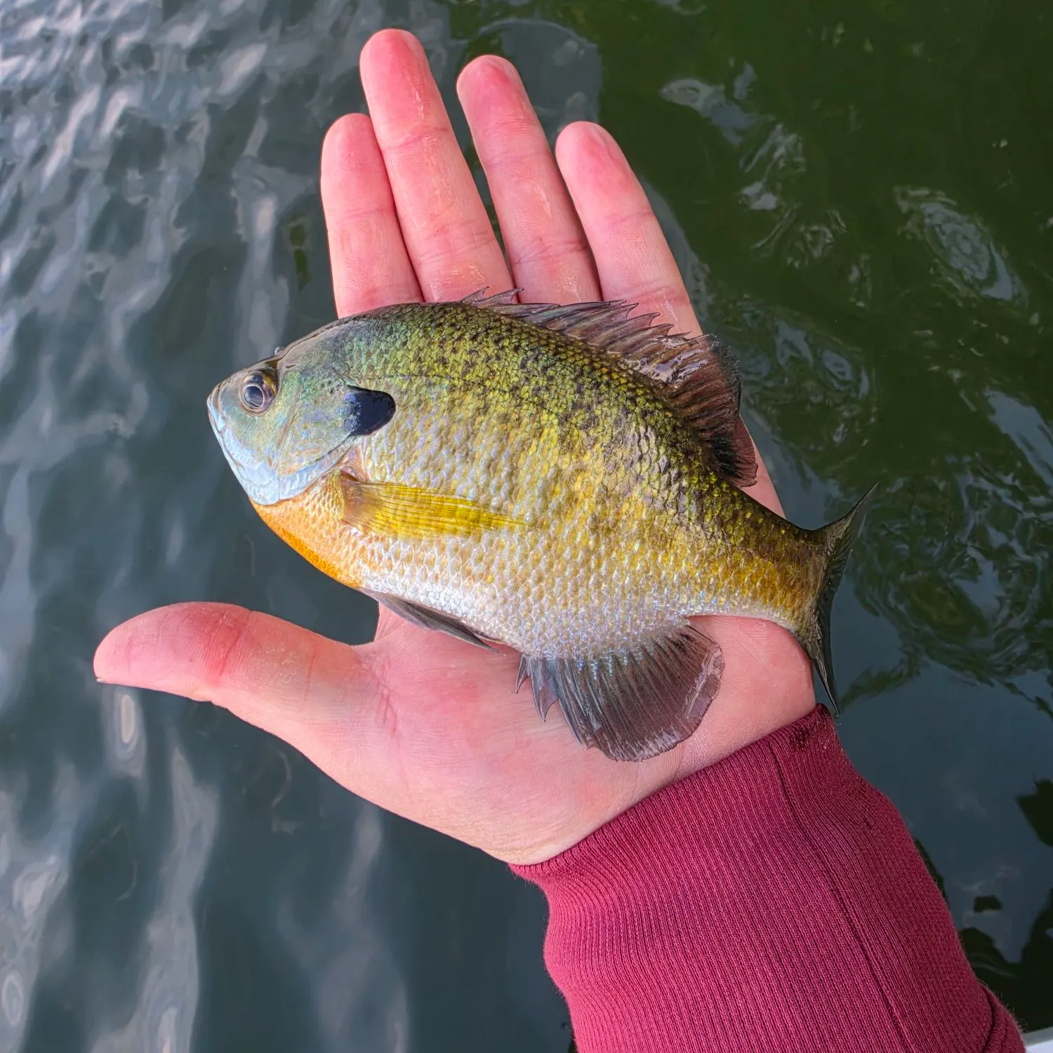 Bluegill caught on Fishbrain