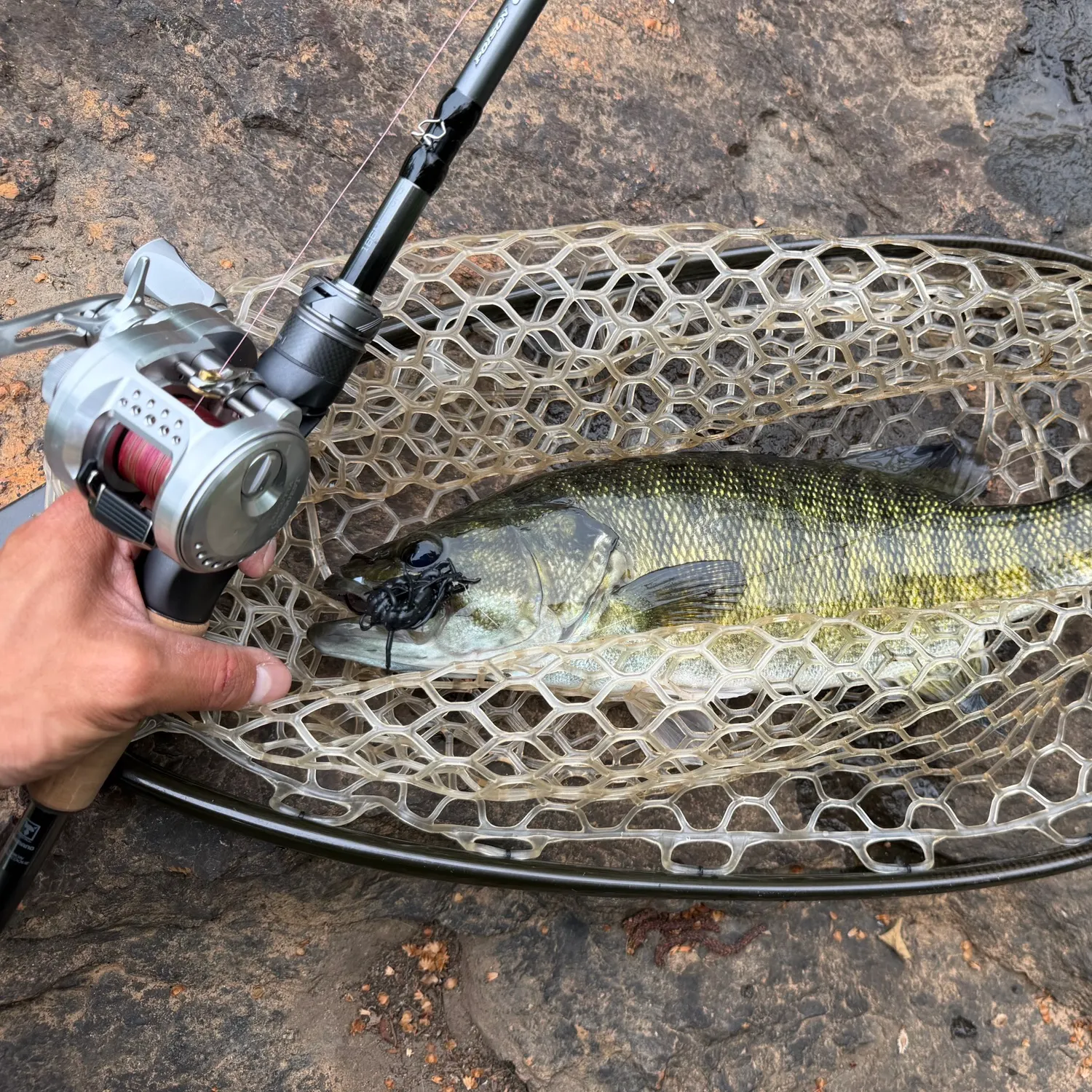 The most recent Shoal bass catches on Fishbrain