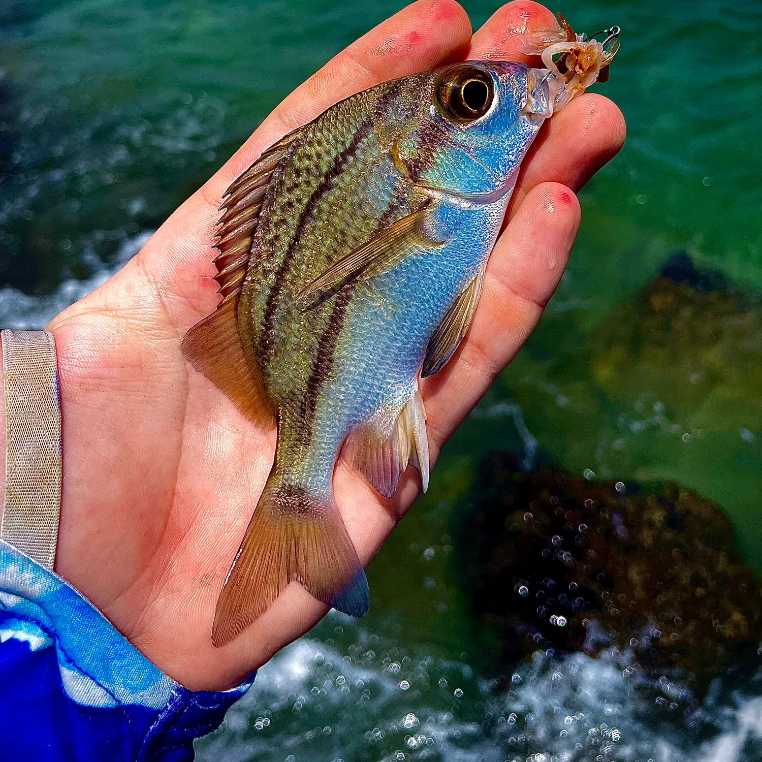 The most recent Black margate catches on Fishbrain
