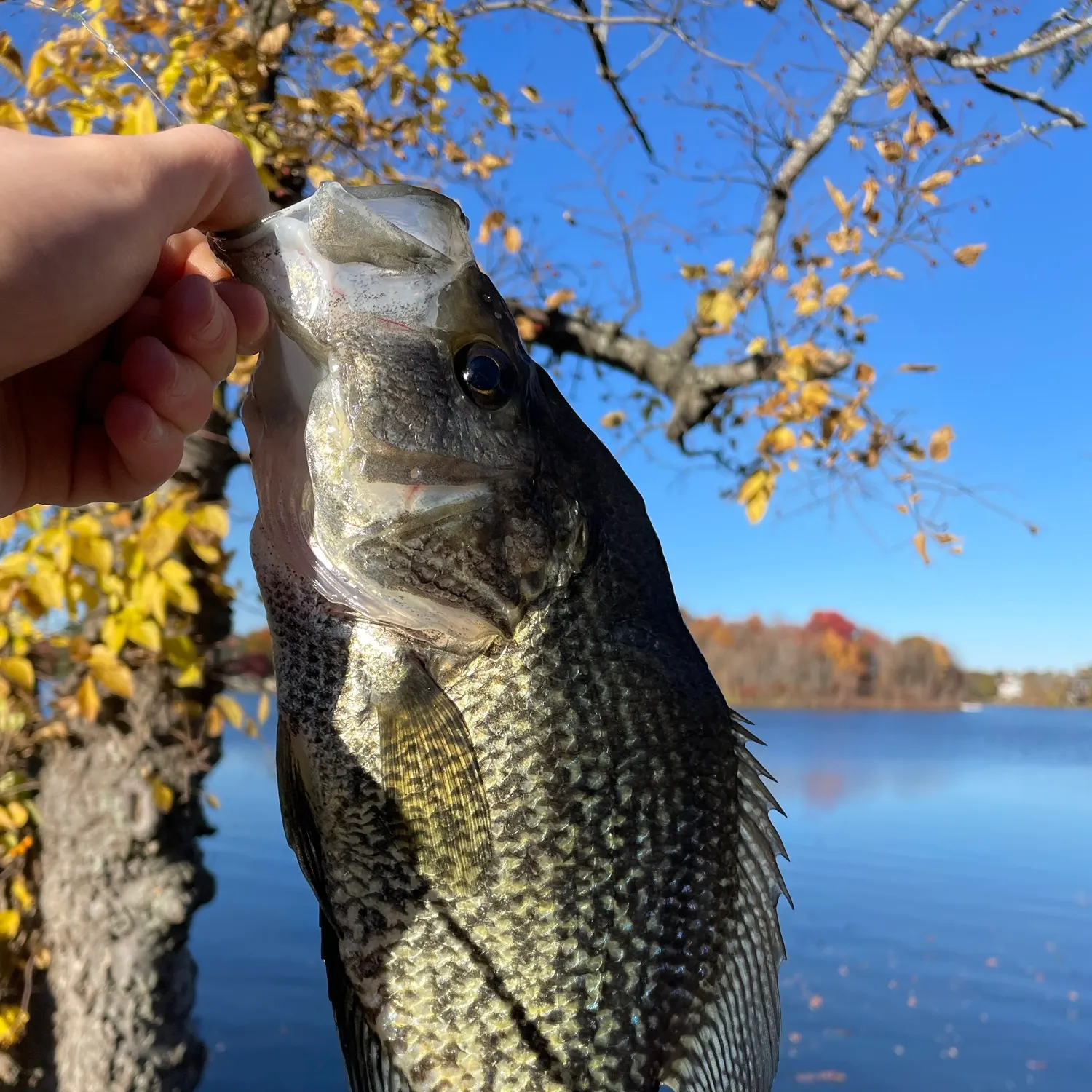 Black crappie caught on Fishbrain