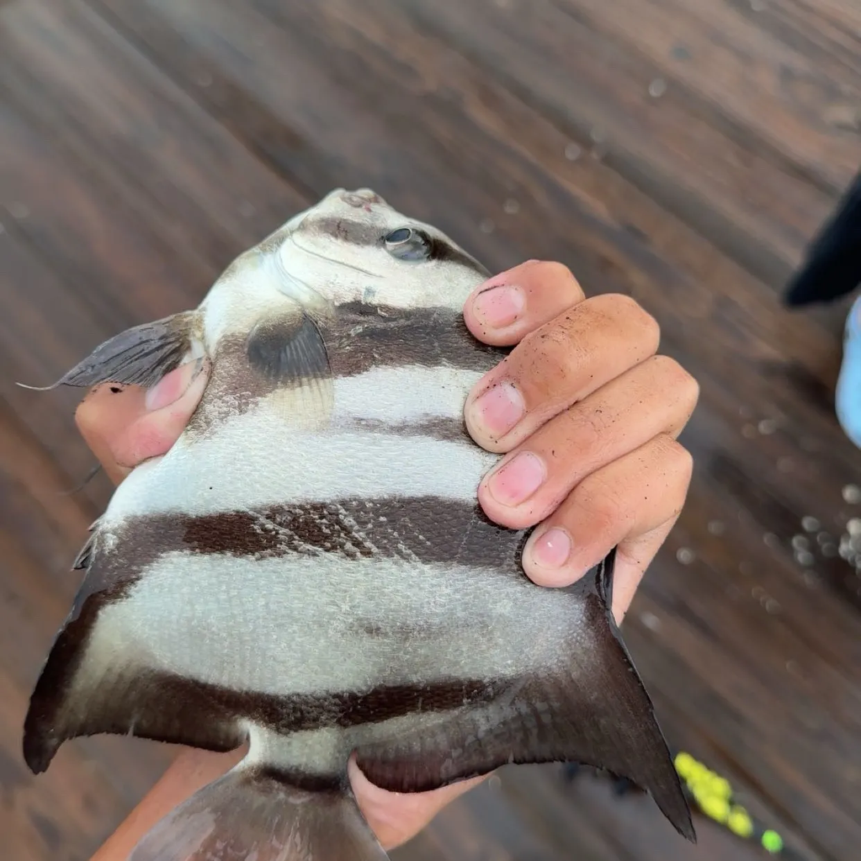 The most recent Atlantic spadefish catches on Fishbrain