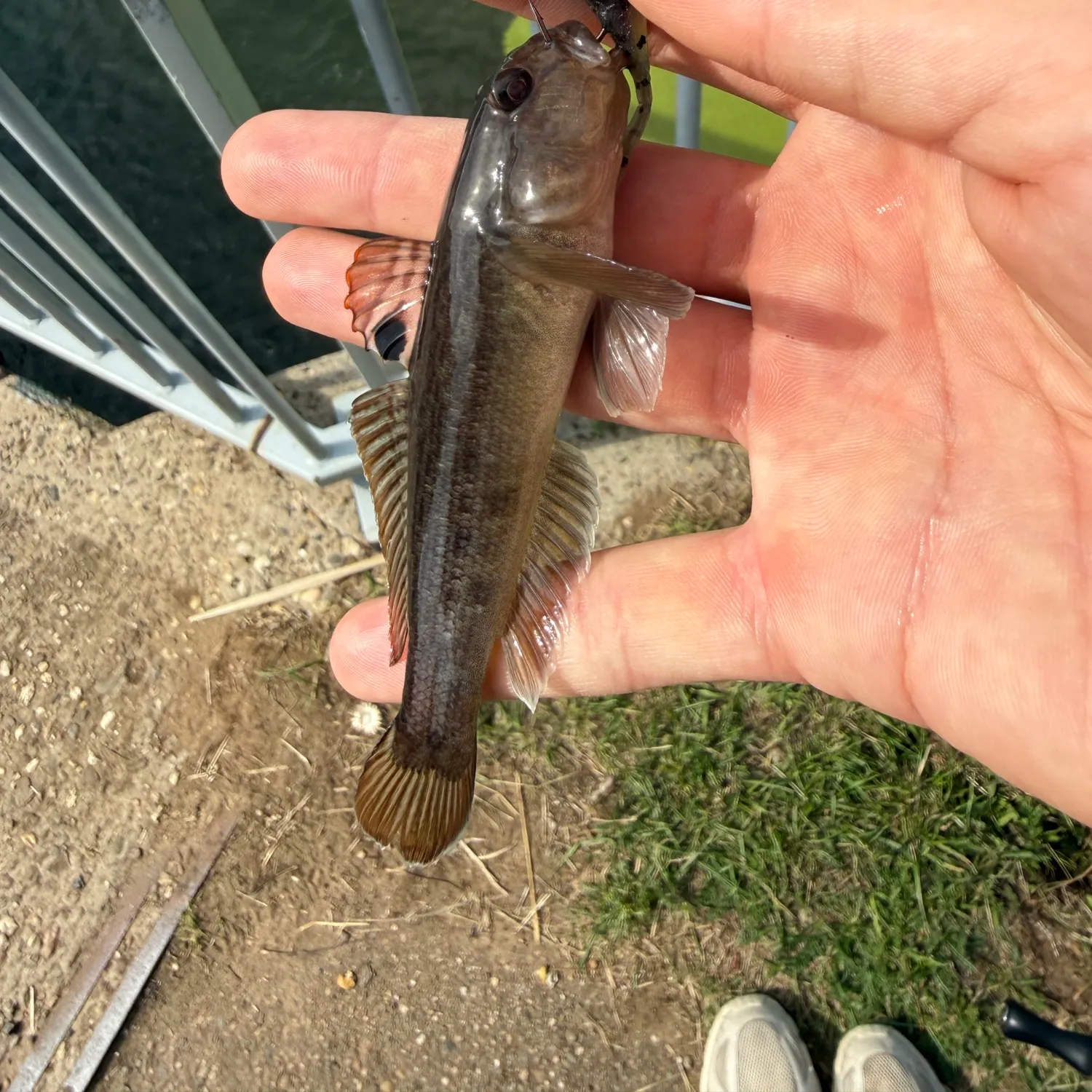 Round goby caught on Fishbrain
