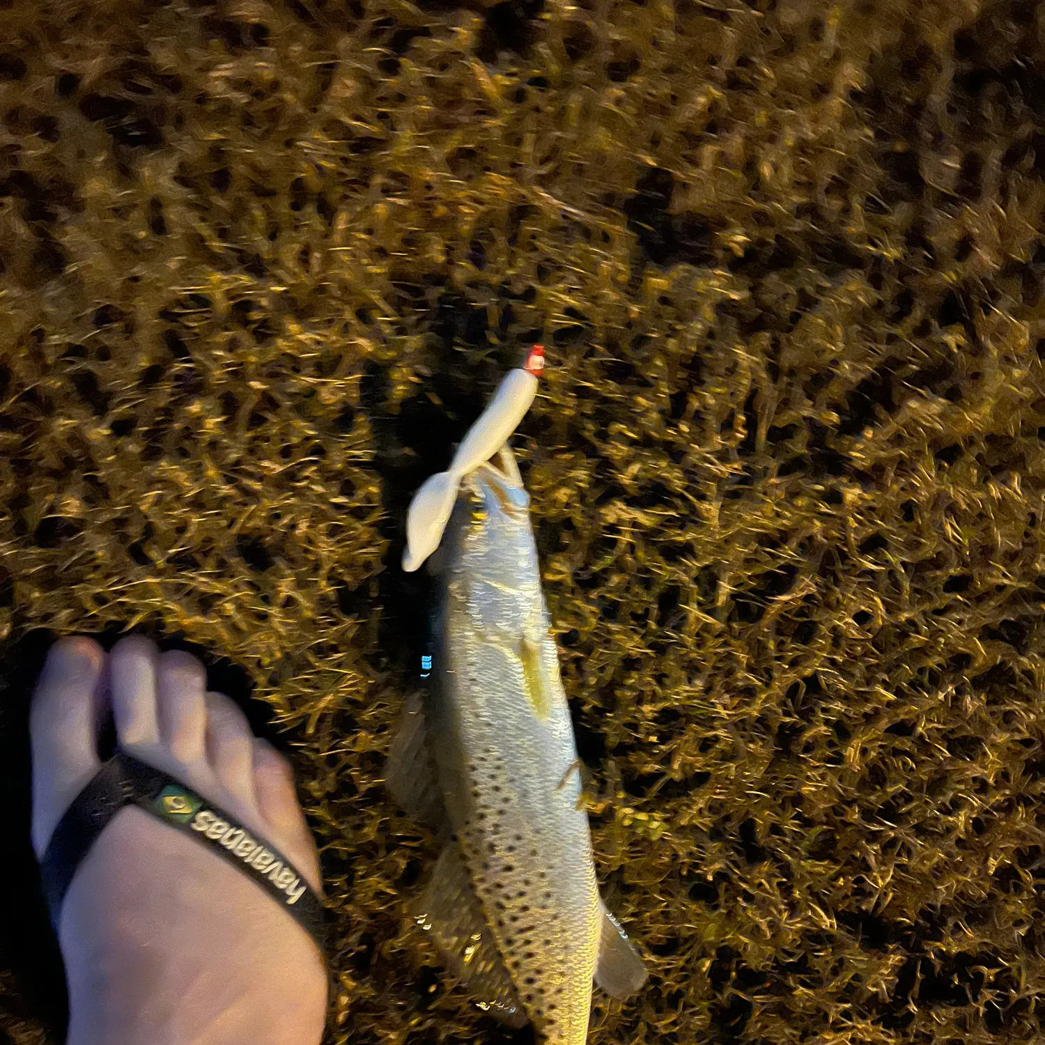 Spotted seatrout caught on Fishbrain