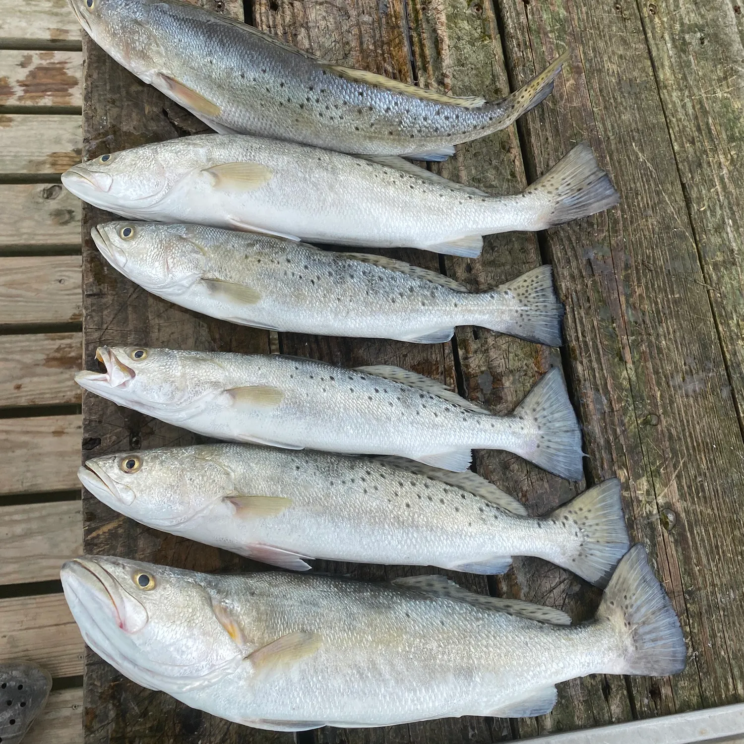 recently logged catches