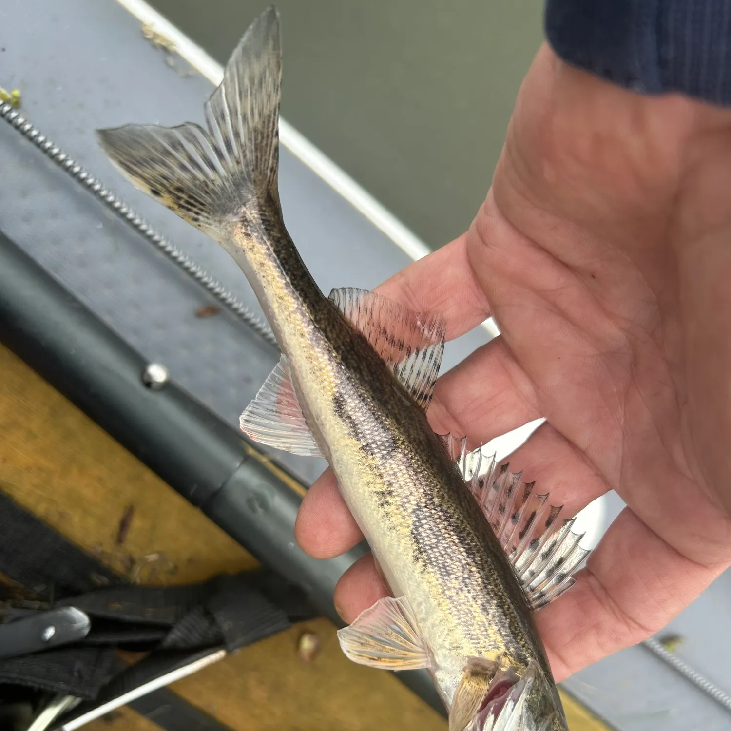 Saugeye caught on Fishbrain