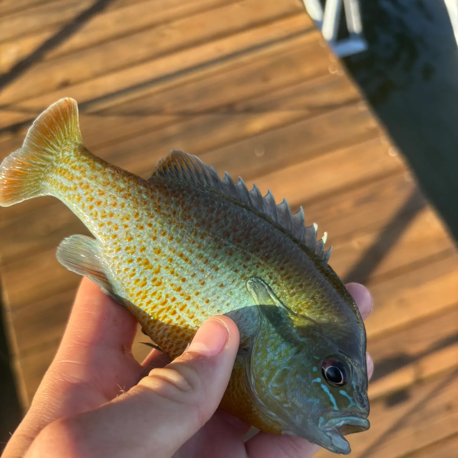 The most recent Spotted sunfish catches on Fishbrain