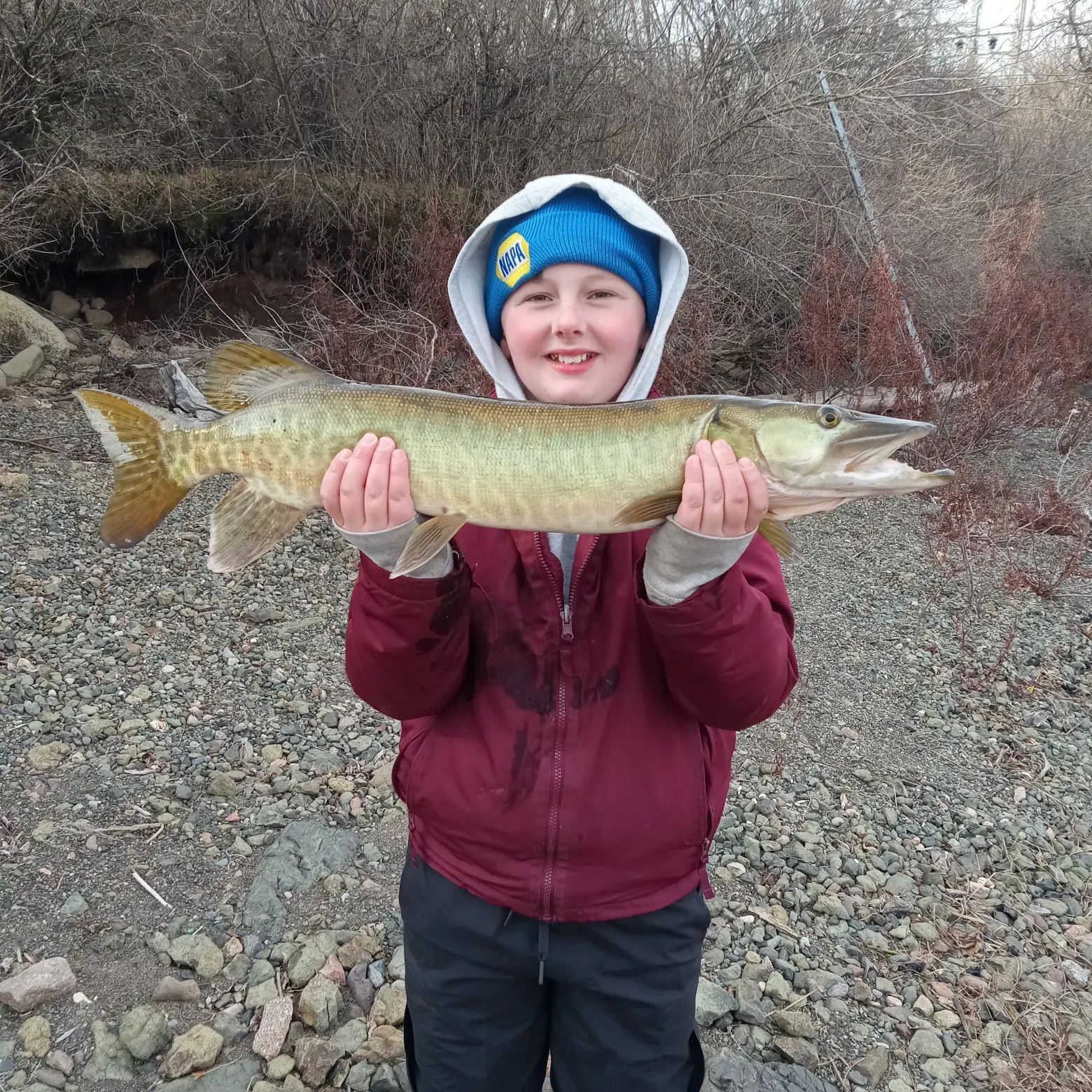 The most recent Muskellunge catches on Fishbrain